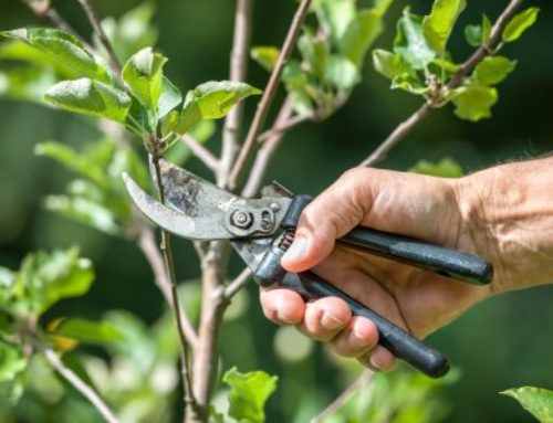 The importance of Plant Pruning